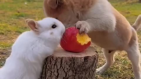 Cute baby animals Videos Compilation cute moment of the animals - Cutest Animals On Earth