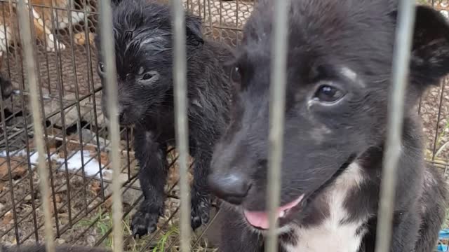 The dogs and cats were kept in poor pens.