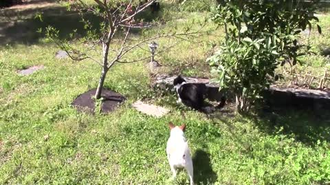 Bob the feral farm cat killing a rat b