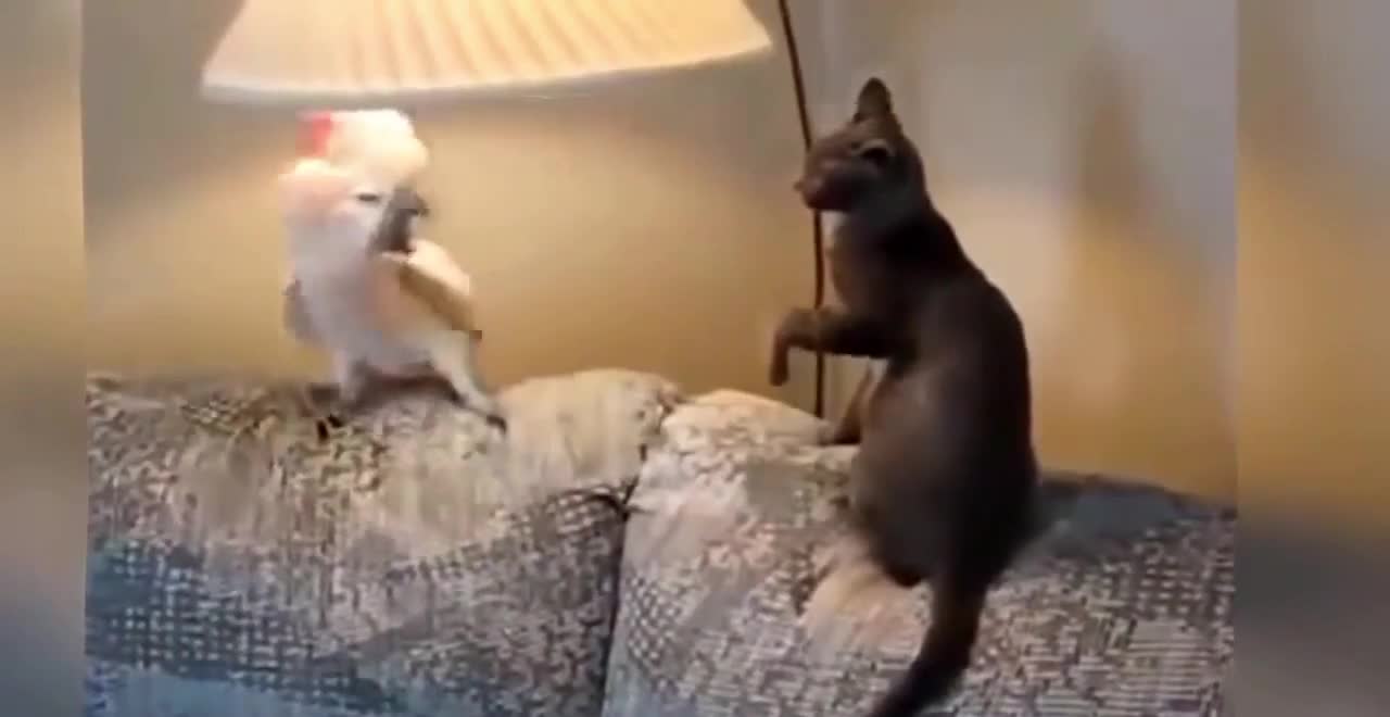 Parrot vs Cat fights