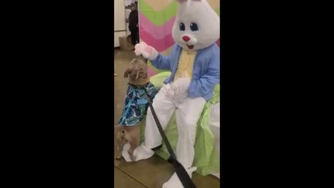 Sweet doggy ecstatic to meet the Easter bunny