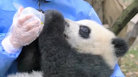 Panda drinking milk