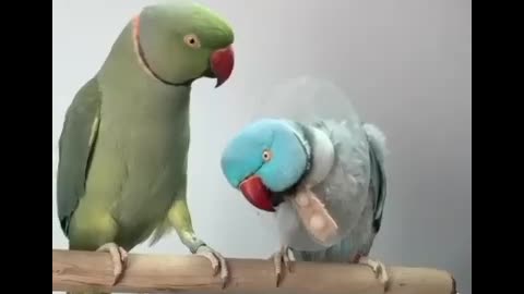 💞😘#sweet parrot 💖