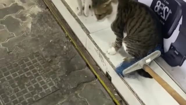 Two cats were quarrelling and did not want their owners to disturb them