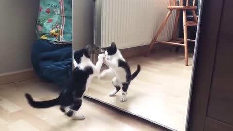 My Cat Enjoy