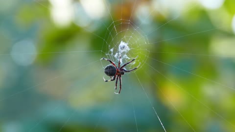 The spider designs its nest in a strange way