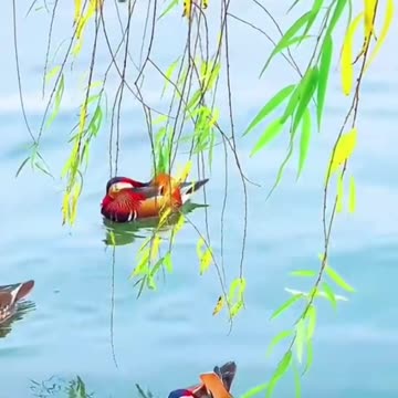 Nice aix galericulata III