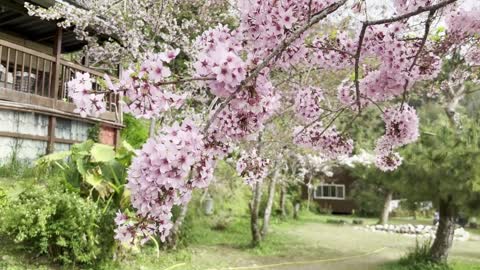 Spring Sakura blossoms