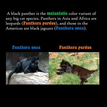 Did you know that so-called Black Panthers are not found in Africa?