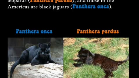 Did you know that so-called Black Panthers are not found in Africa?