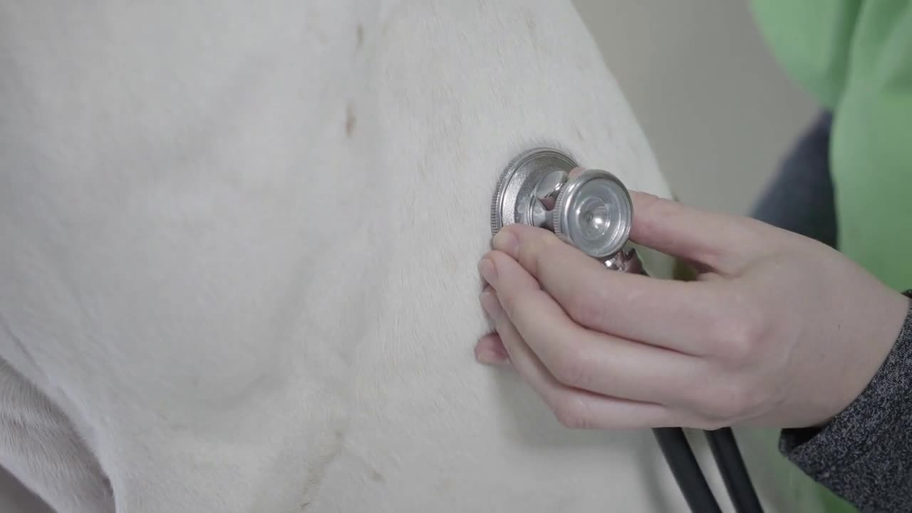 Womans hands with stethoscope checking dogs stomach close up. Examining in veterinary clinic