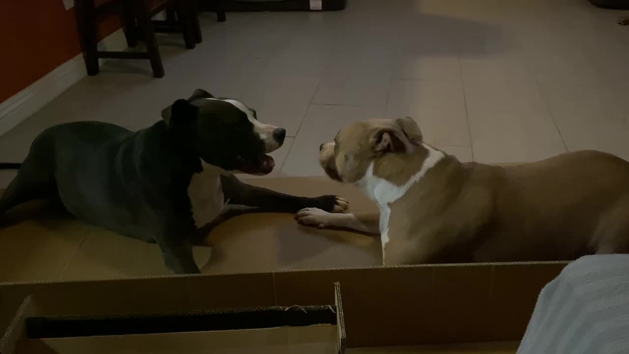 Do your dogs do this too?