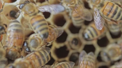 Perspective on Bees in a Honeycomb