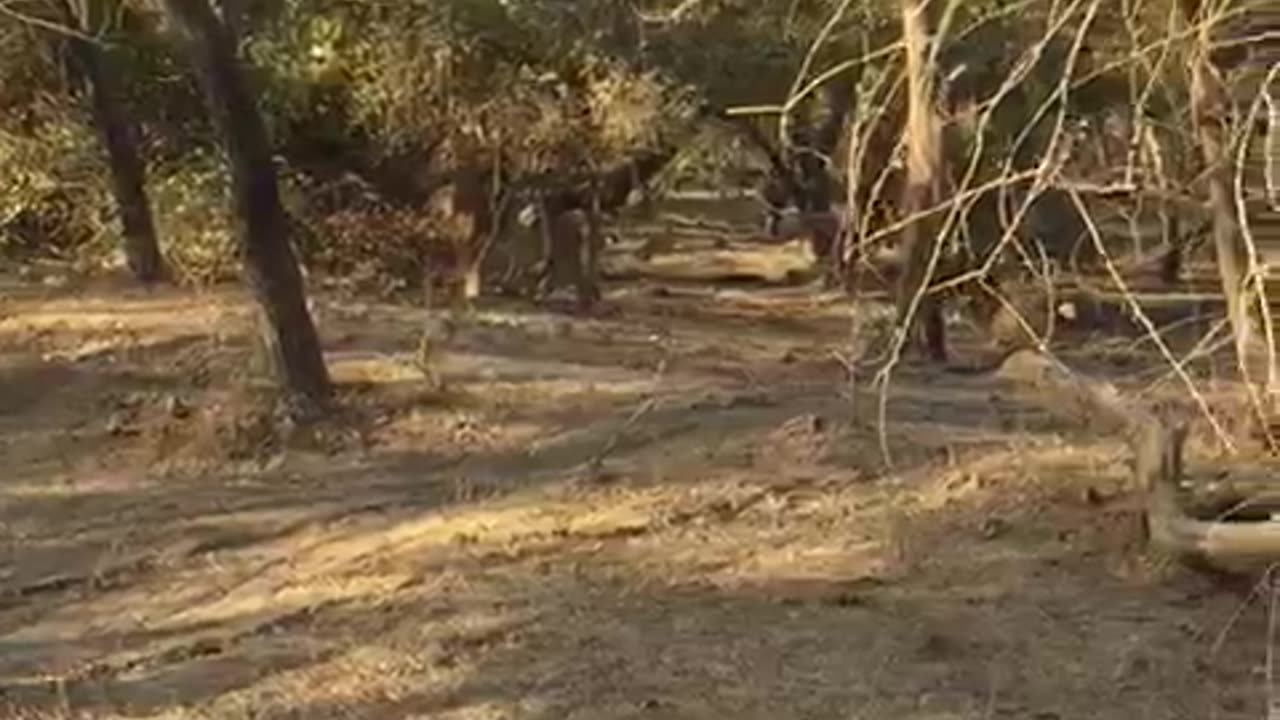 Gir Lion video