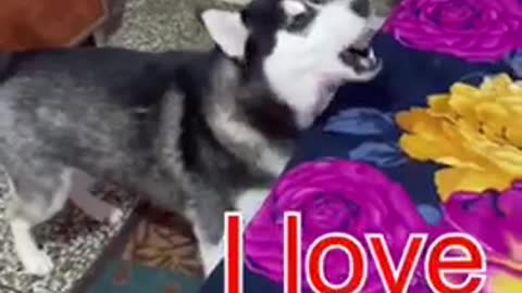 Husky Saying I love You (FIRST TIME)