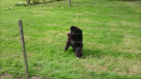 Gibbon freaks out over hedgehog