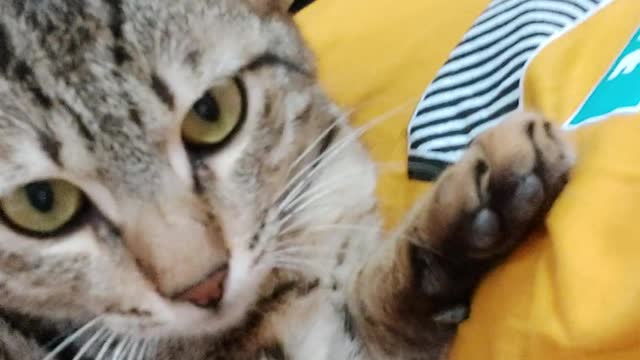 beautiful cat | The cat is much better
