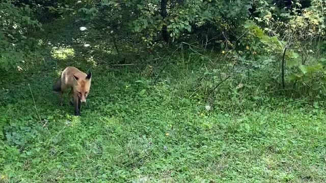 The Fox in the forest