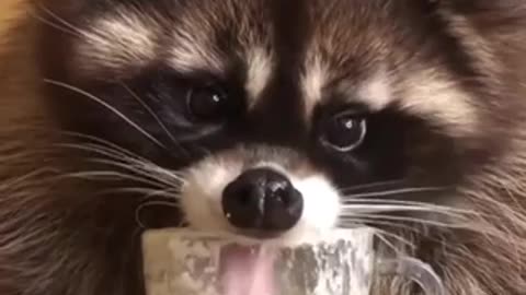 Animal funny video