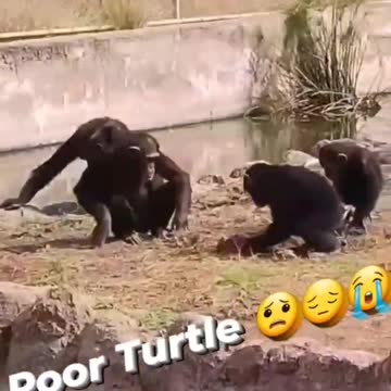Silly monkeys playing with poor turtle.