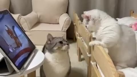 Funny Cat videos 😂😅😅