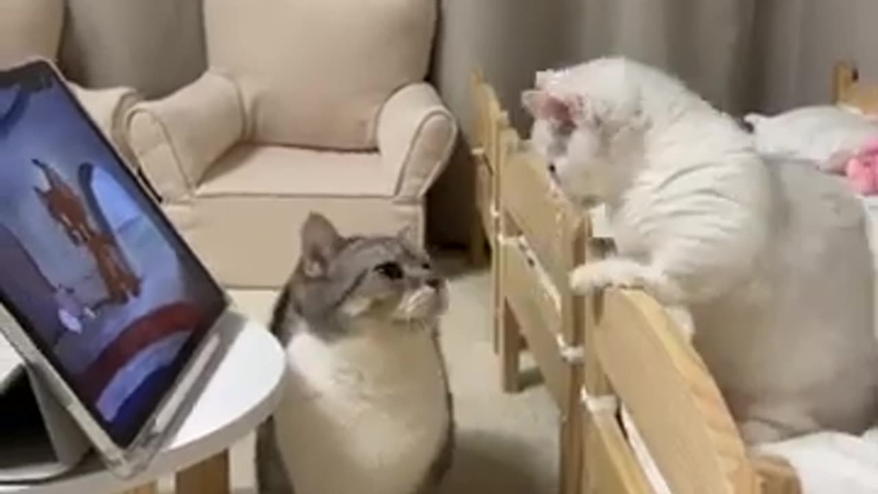 Funny Cat videos 😂😅😅