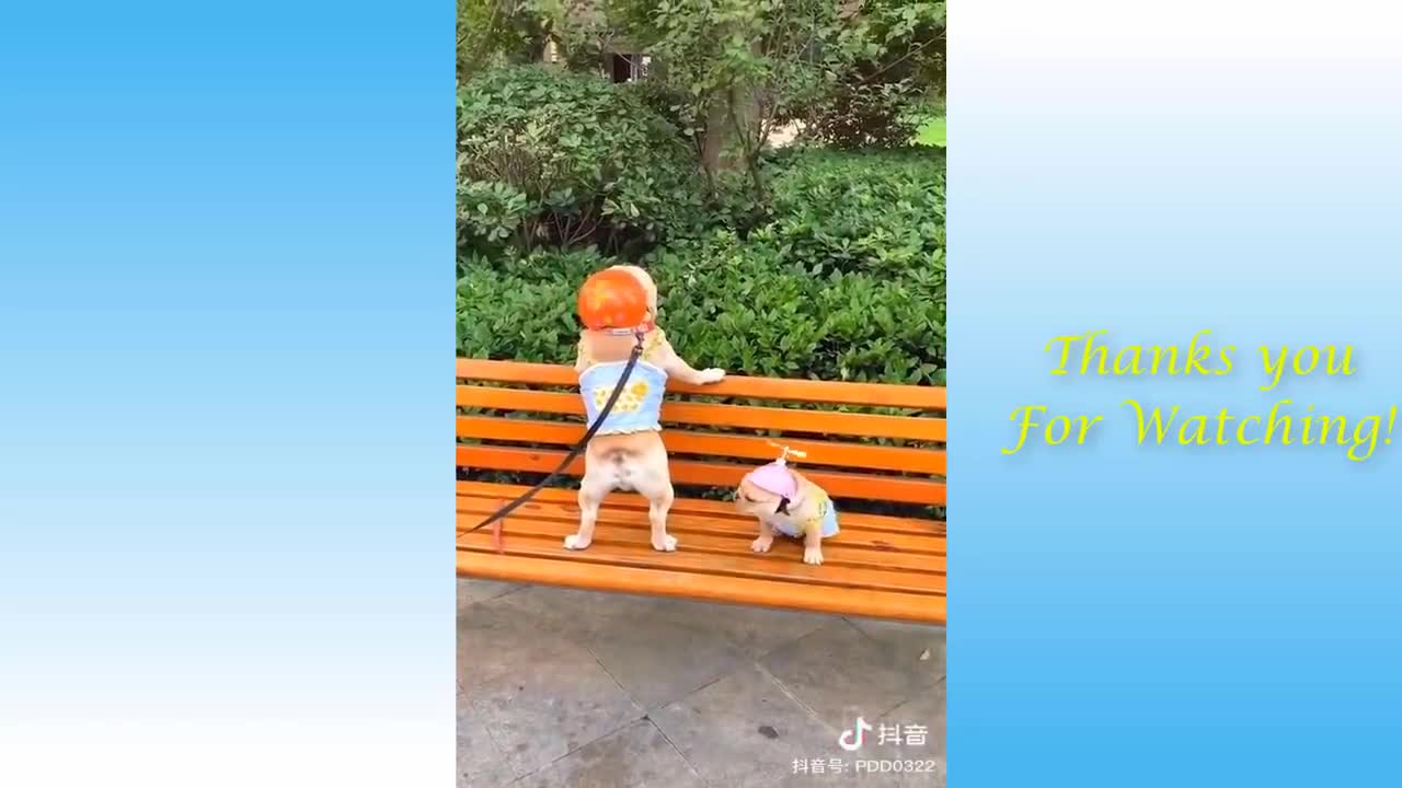 Pets Garden Funny Animals Compilation #43