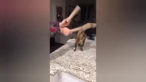 1 HOUR FUNNY CATS COMPILATION 2022😂| Super FUNNIEST Cats Videos In 2022 😂