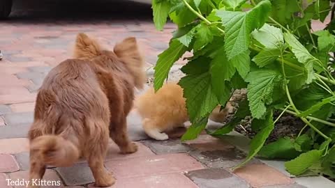 Kittens Mickey and Gloria walk outside for the first time