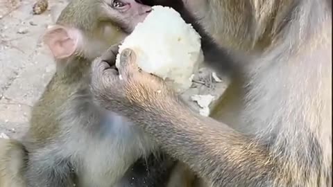 Funny monkey