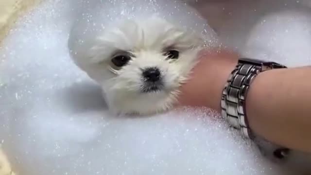 Cute And Funny Dogs