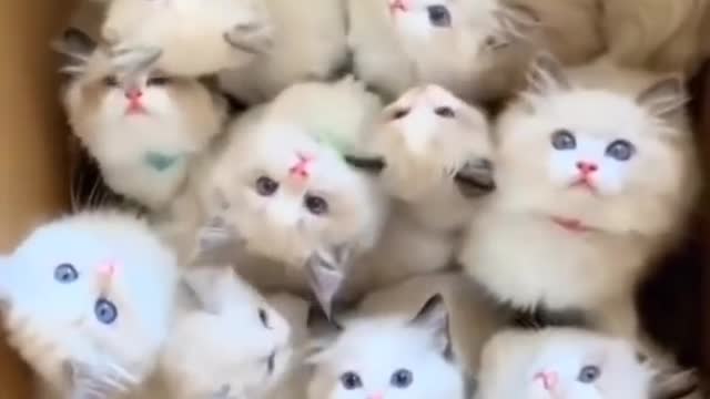 Cutest baby cat
