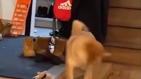 Dog in a hurry to go out