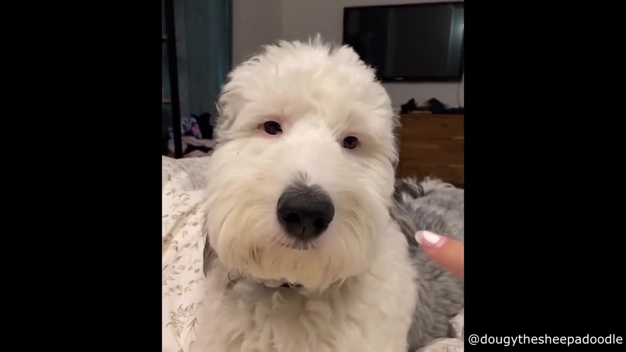 Cat Loves Getting Smacked by Ceiling Fan