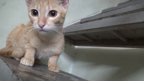 Cat video