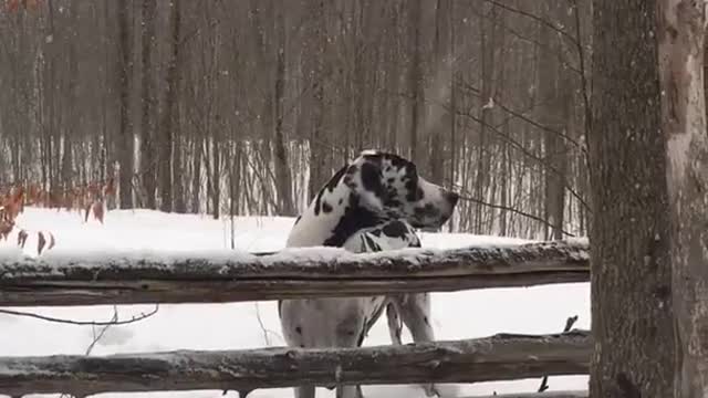 Dalmatian jumps snow covered wooden fence