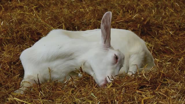 Cute whit Goat Cleaning His Feet