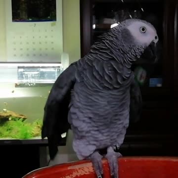 Parrot's correct way to pretty reply♥