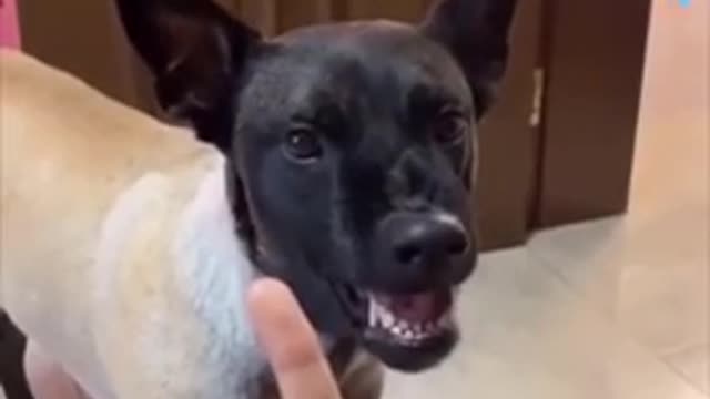 Unbelievable funny dog vi dogs try not to Laugh.