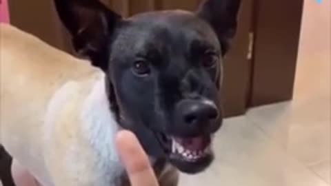 Unbelievable funny dog vi dogs try not to Laugh.