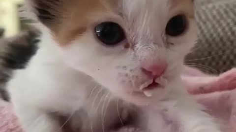baby cat