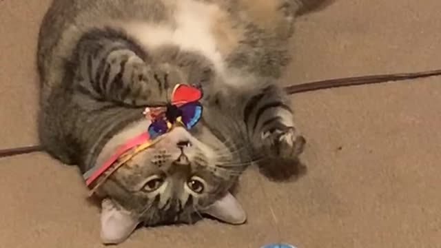 Cute and Funny Cat Videos Compilation - PART 60