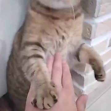funny cat videos