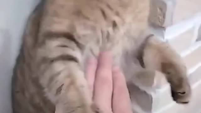 funny cat videos