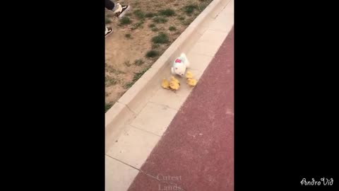 Funny And Cute Pets video