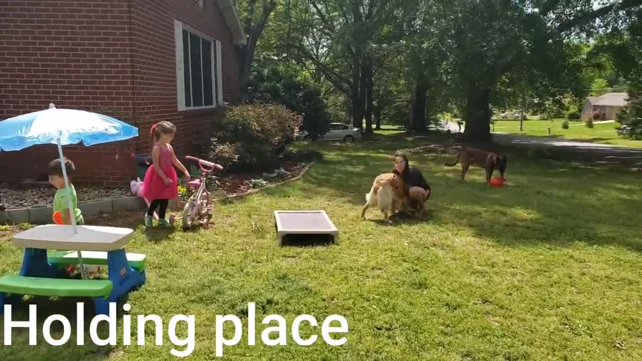 Hazel 1 Year Old Golden Retriever Dog Training