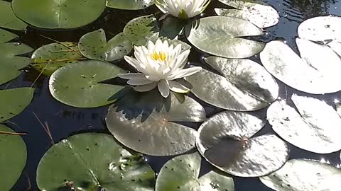 Water Lilies