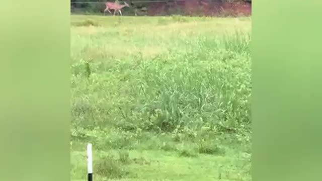 Malinois want to chase deer in pasture but poodle runs them off