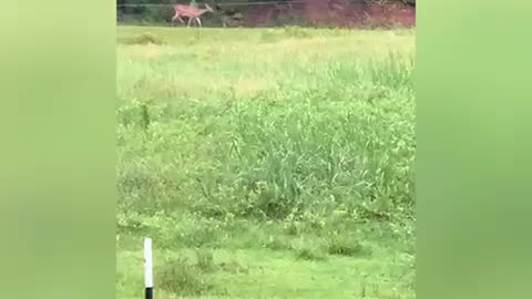 Malinois want to chase deer in pasture but poodle runs them off