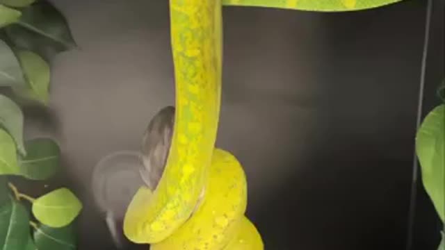 Yellow snake eats white mouse